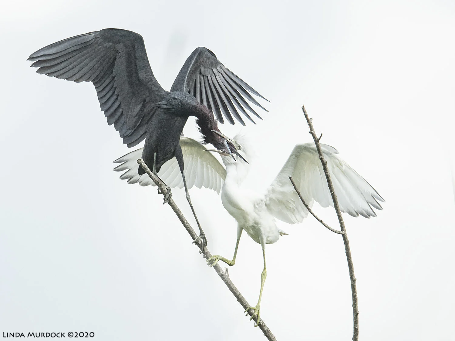 Some Observations on a Late Stage Rookery — Linda Murdock Photography