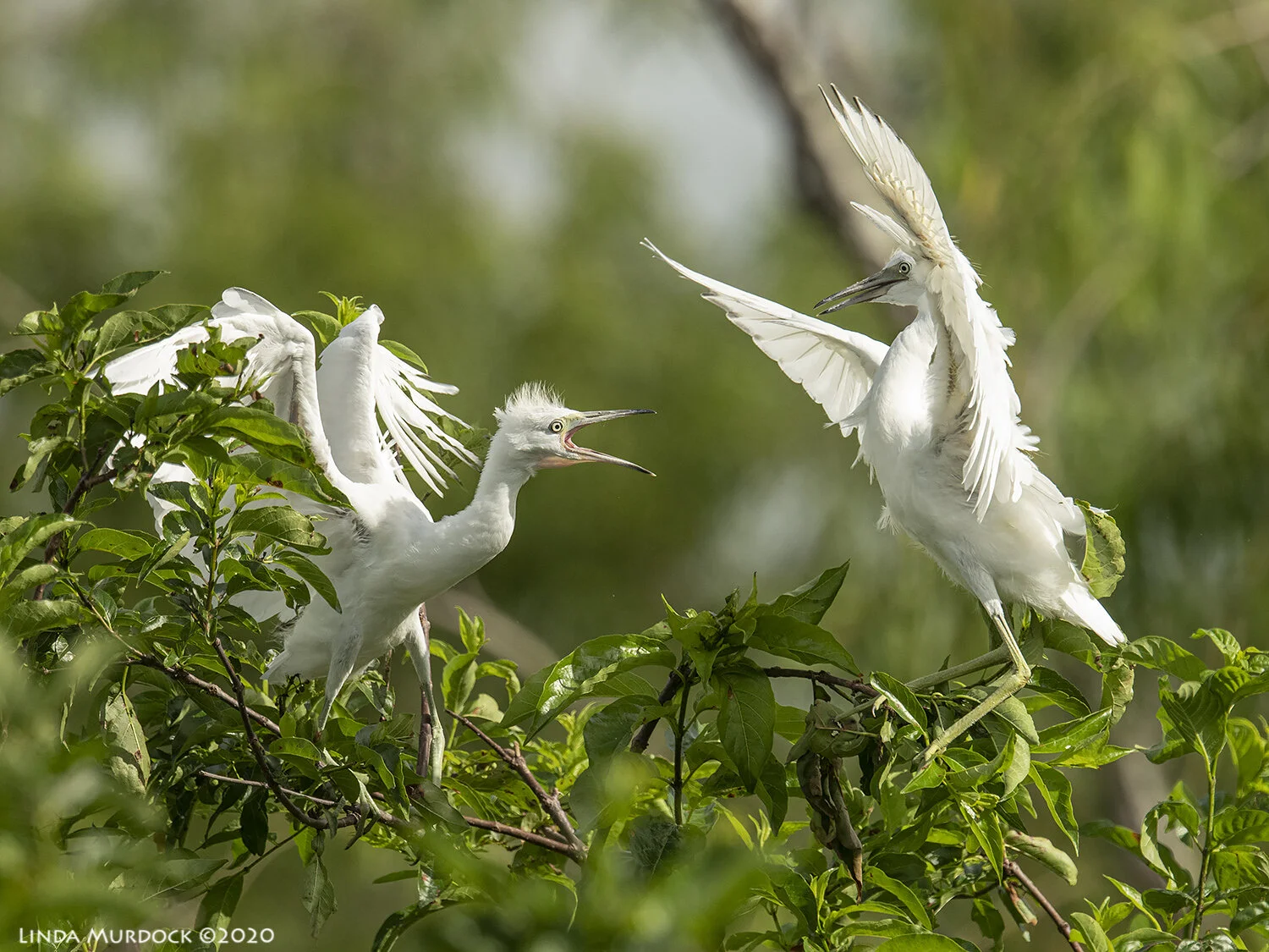 Some Observations on a Late Stage Rookery — Linda Murdock Photography