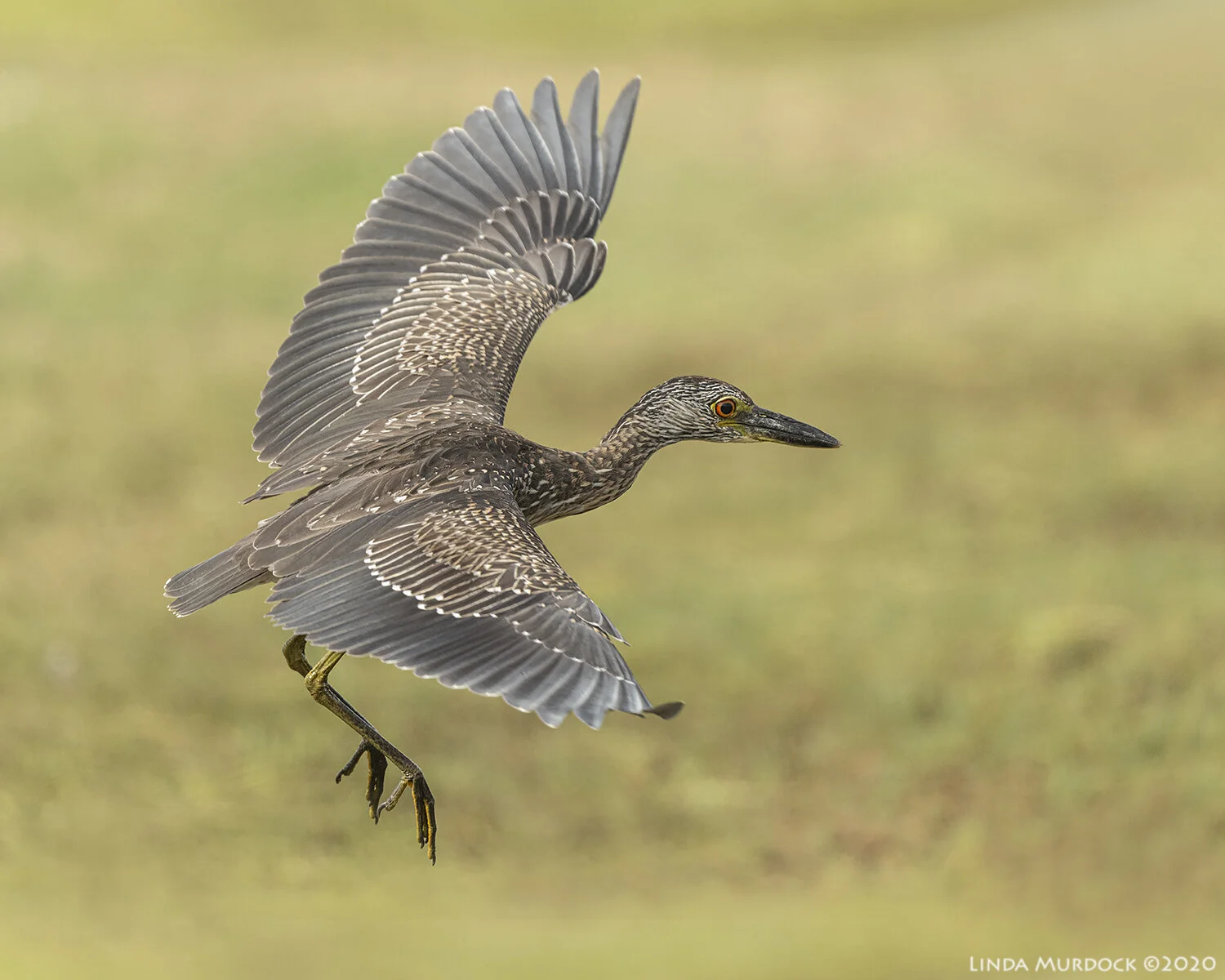 East to Baytown Nature Center and Anahuac — Linda Murdock Photography