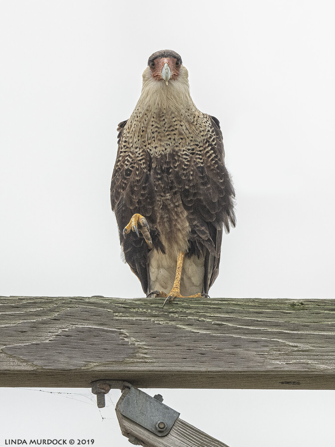East to Baytown Nature Center and Anahuac — Linda Murdock Photography