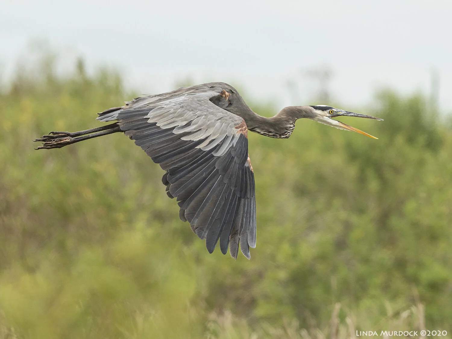 East to Baytown Nature Center and Anahuac — Linda Murdock Photography