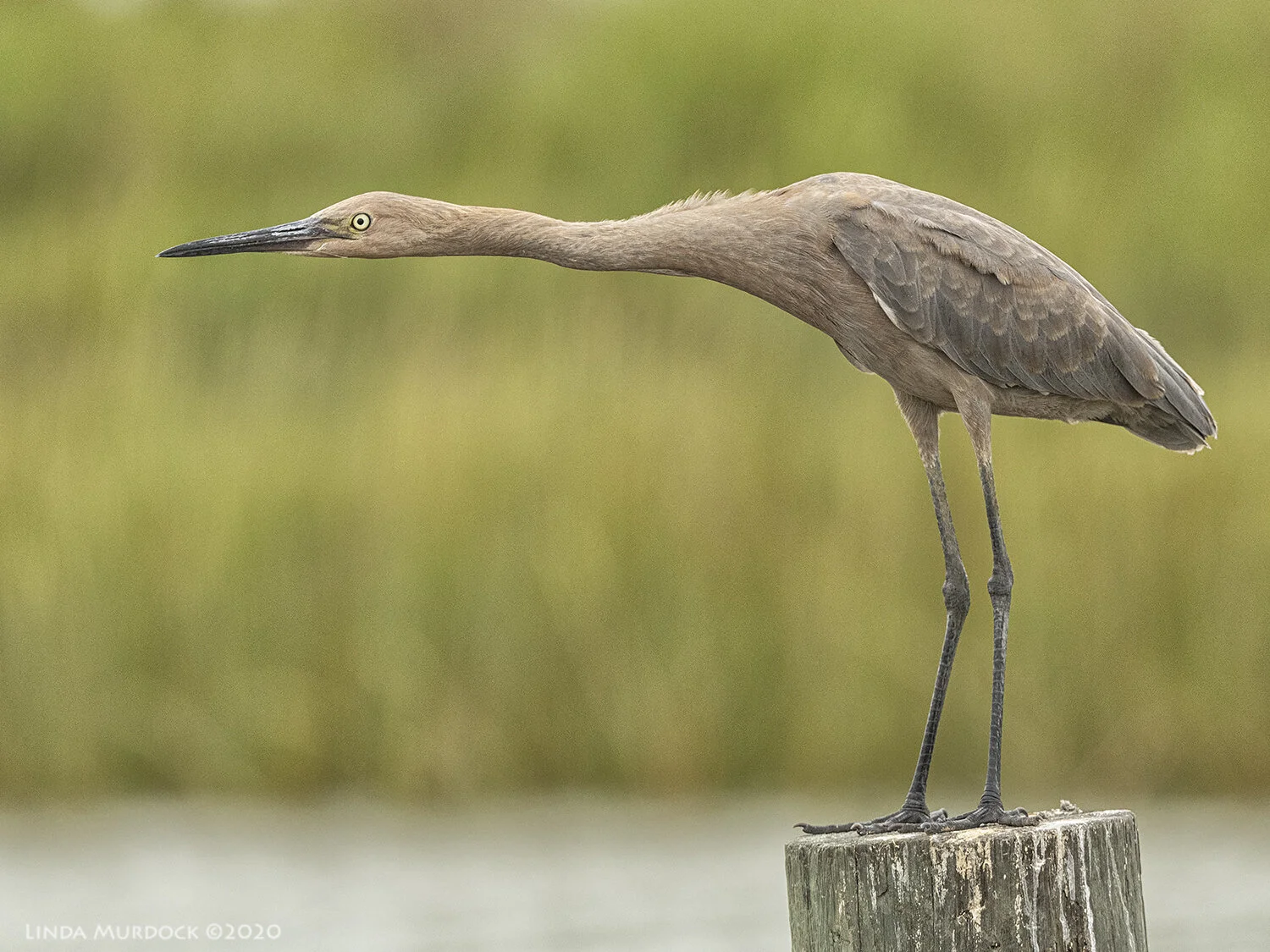 East to Baytown Nature Center and Anahuac — Linda Murdock Photography