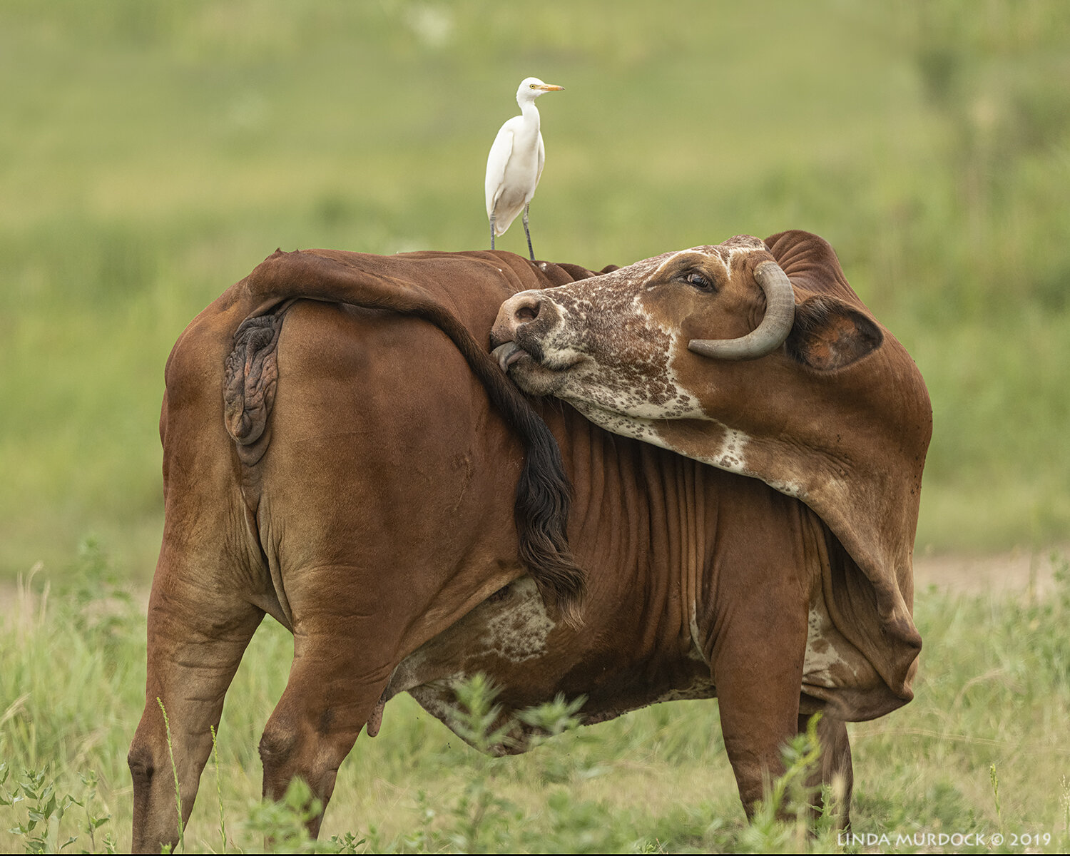 East to Baytown Nature Center and Anahuac — Linda Murdock Photography