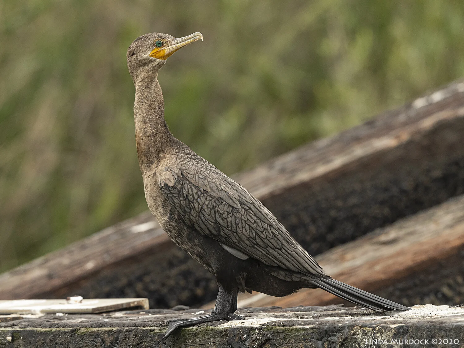 East to Baytown Nature Center and Anahuac — Linda Murdock Photography