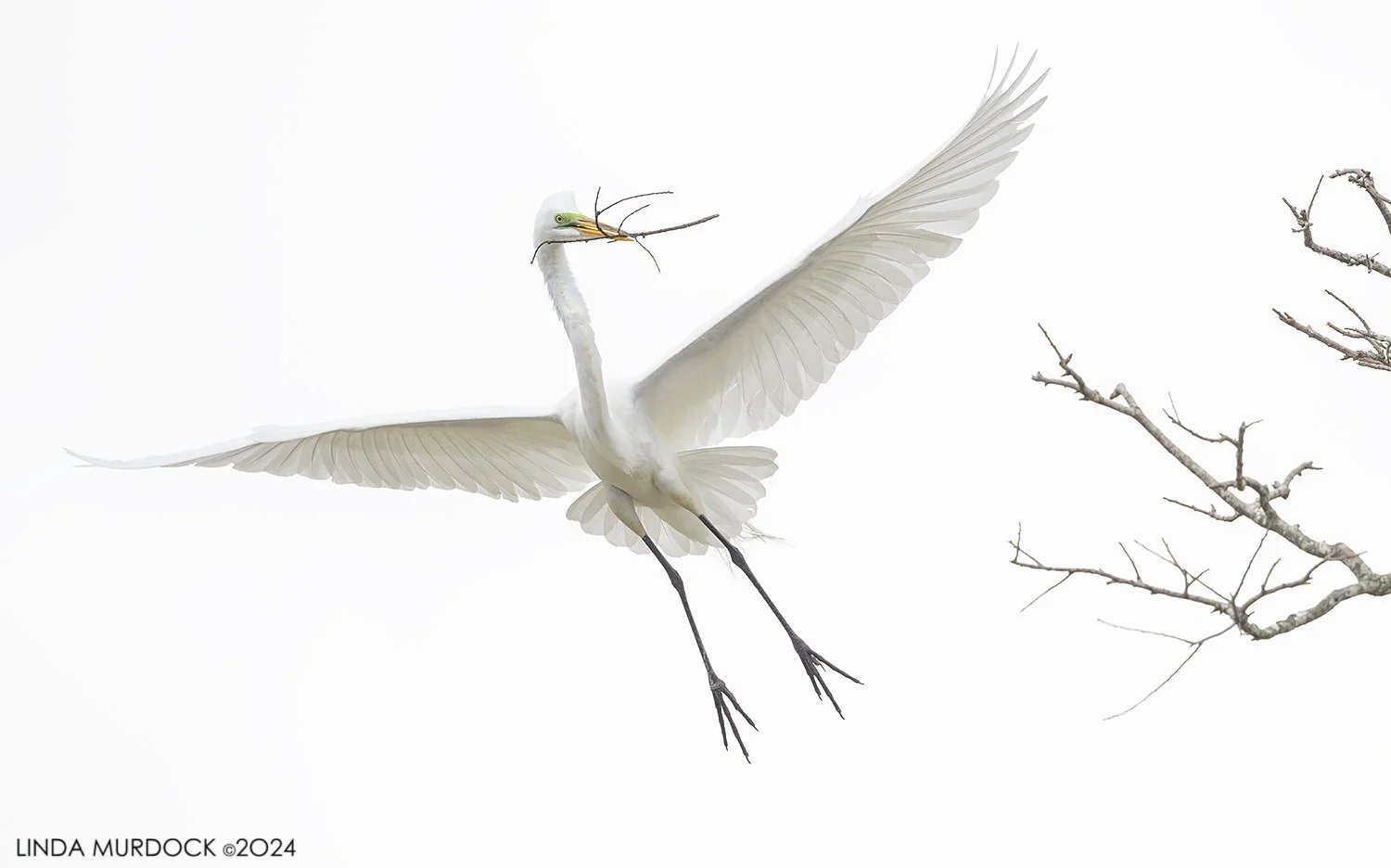 Checking on the Great Egrets at Resoft Park — Linda Murdock