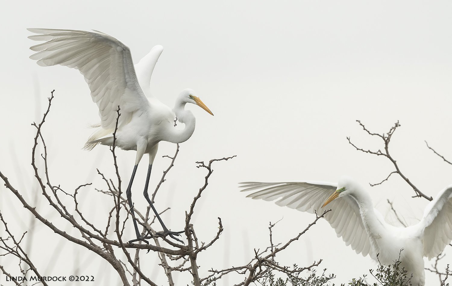 Early Great Egrets at Smith Oaks Rookery 2022 — Linda Murdock Photography