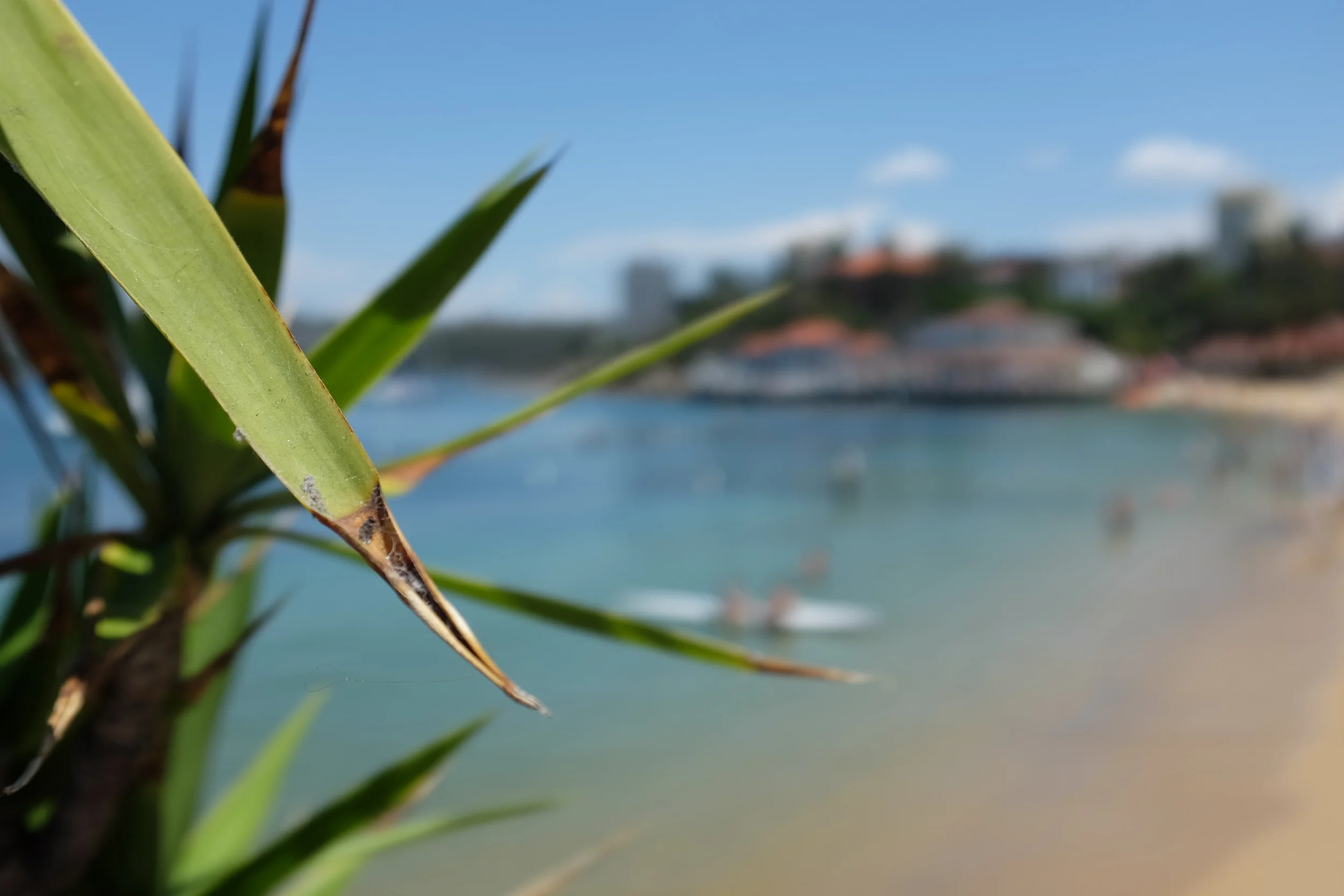 A Saturday on Manly beach.