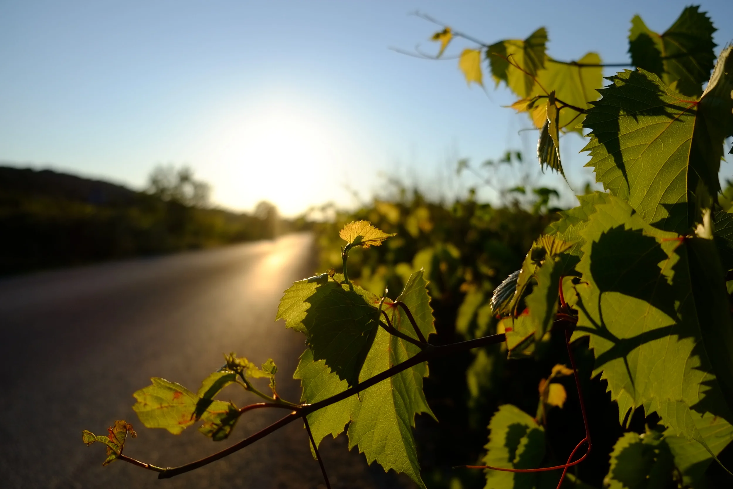 Restaurant "Bugenvila" in Cavtat, just south of Dubrovnik.