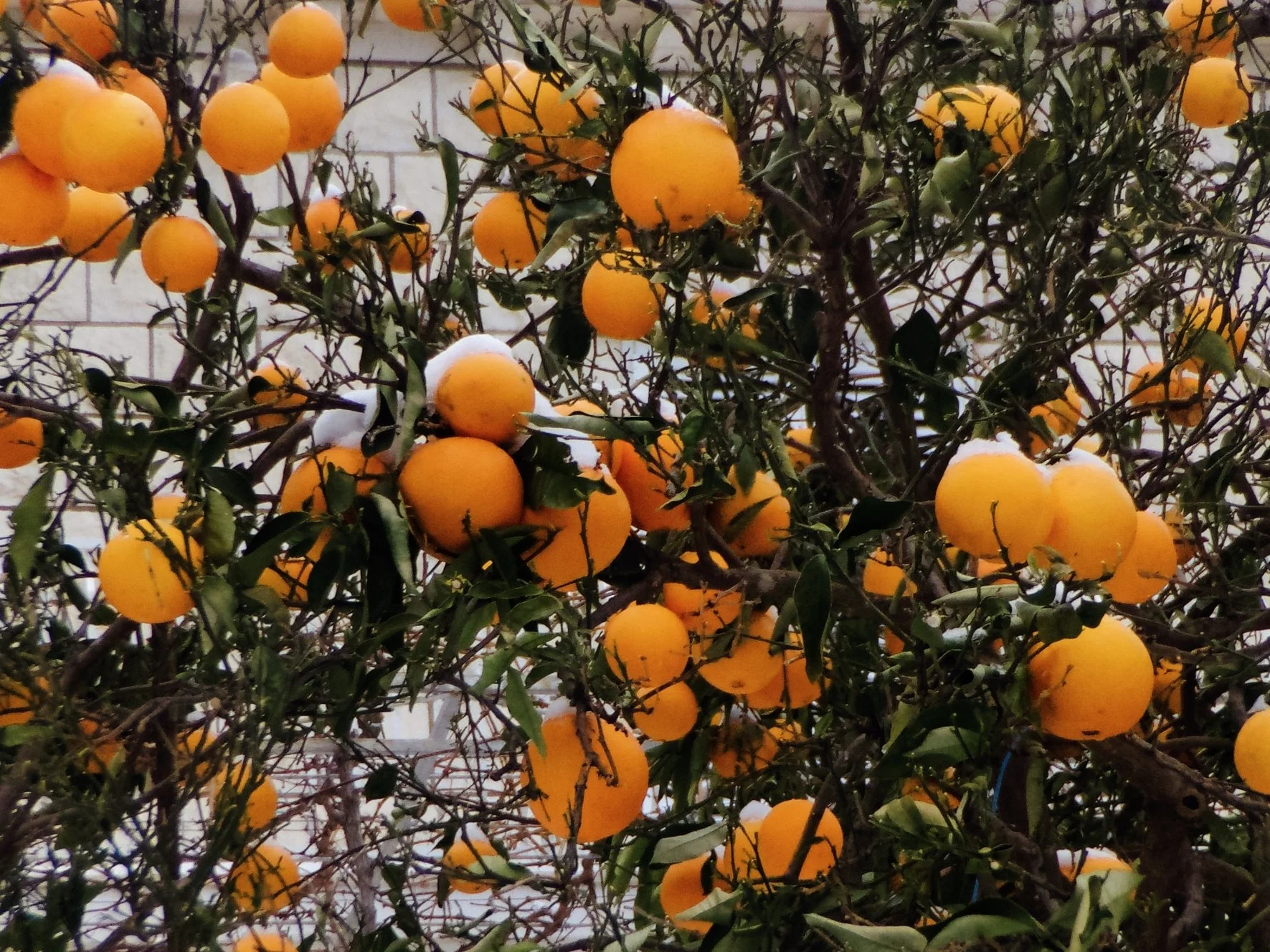 Oranges with a snow hat