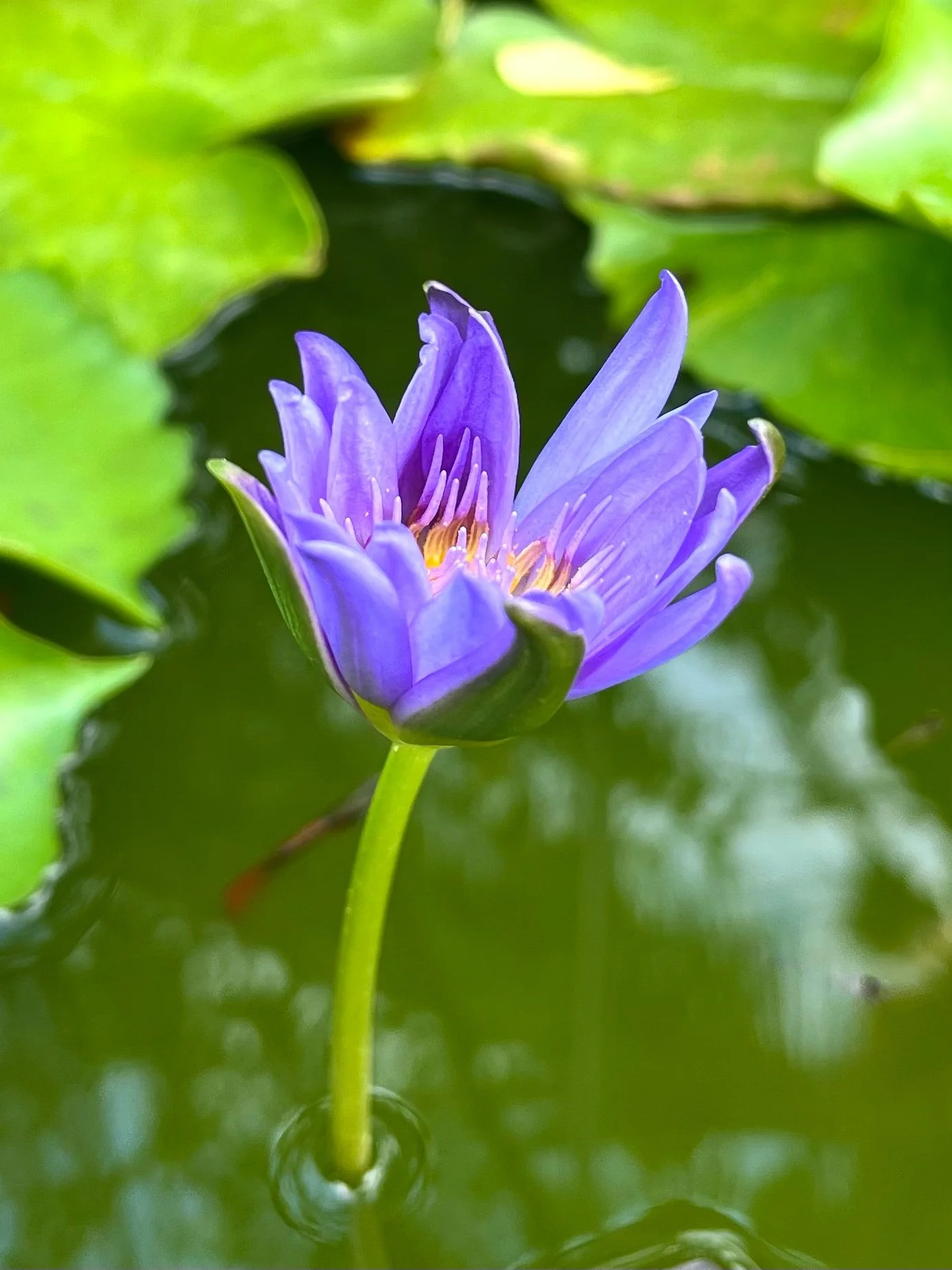 Bicycling in Thailand.