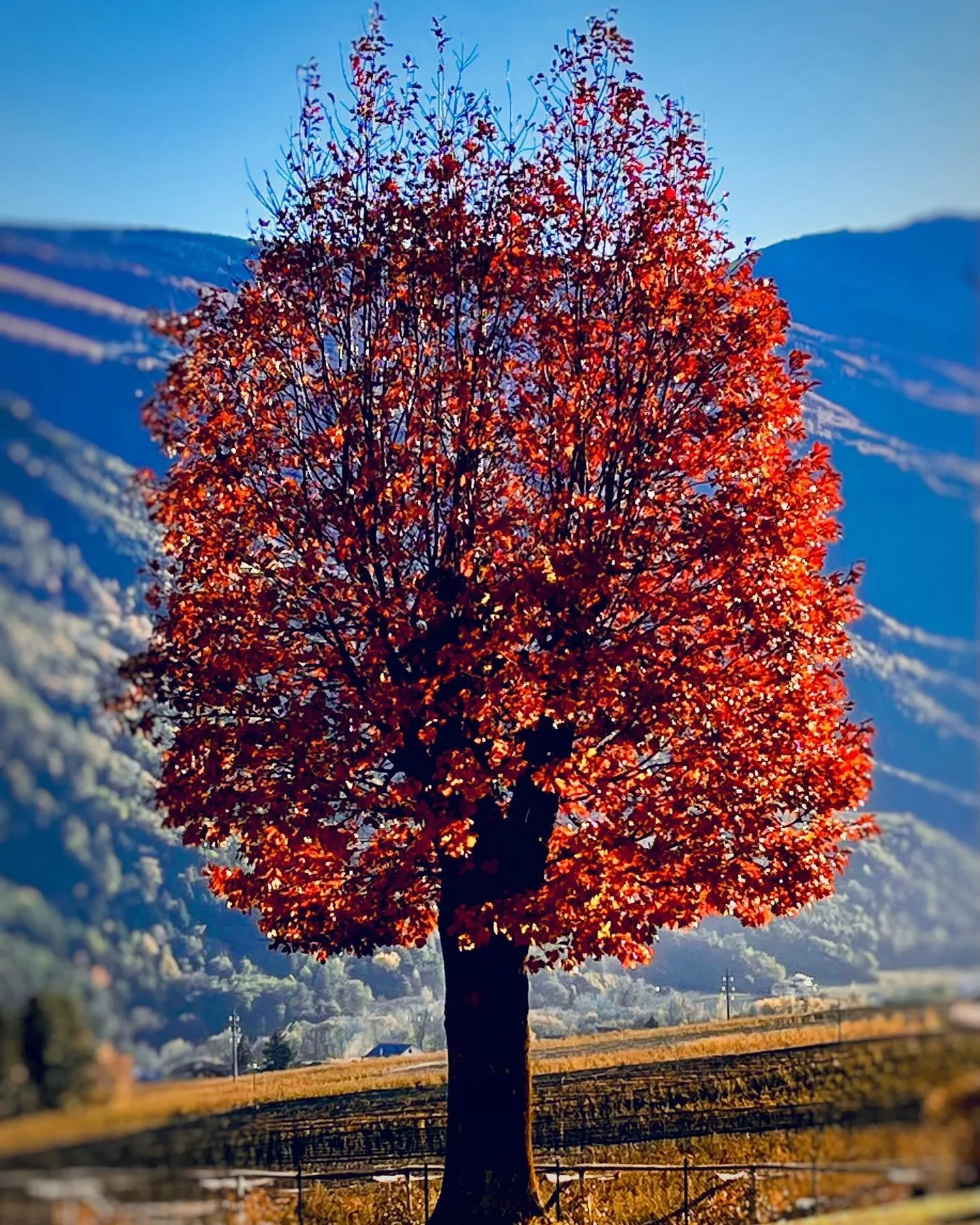 A tree on fire #sunset #alps #autumn #warmday #nature