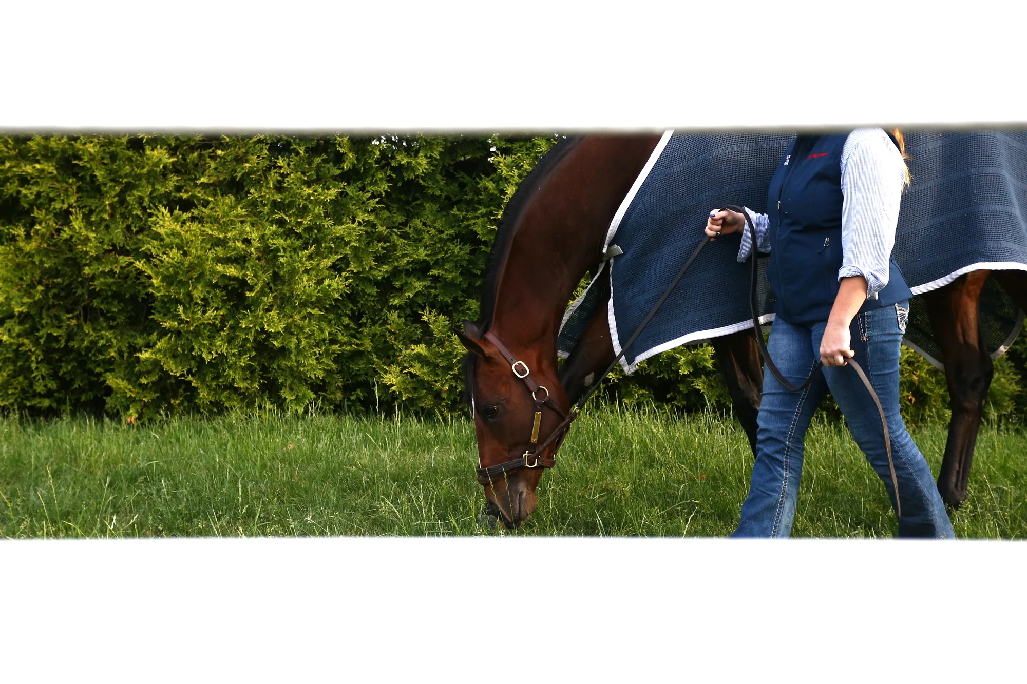 Divining Rod grazes after training one day prior to the 140th Preakness Stakes at Pimlico Race Course on May 15, 2015 in Baltimore, Maryland.