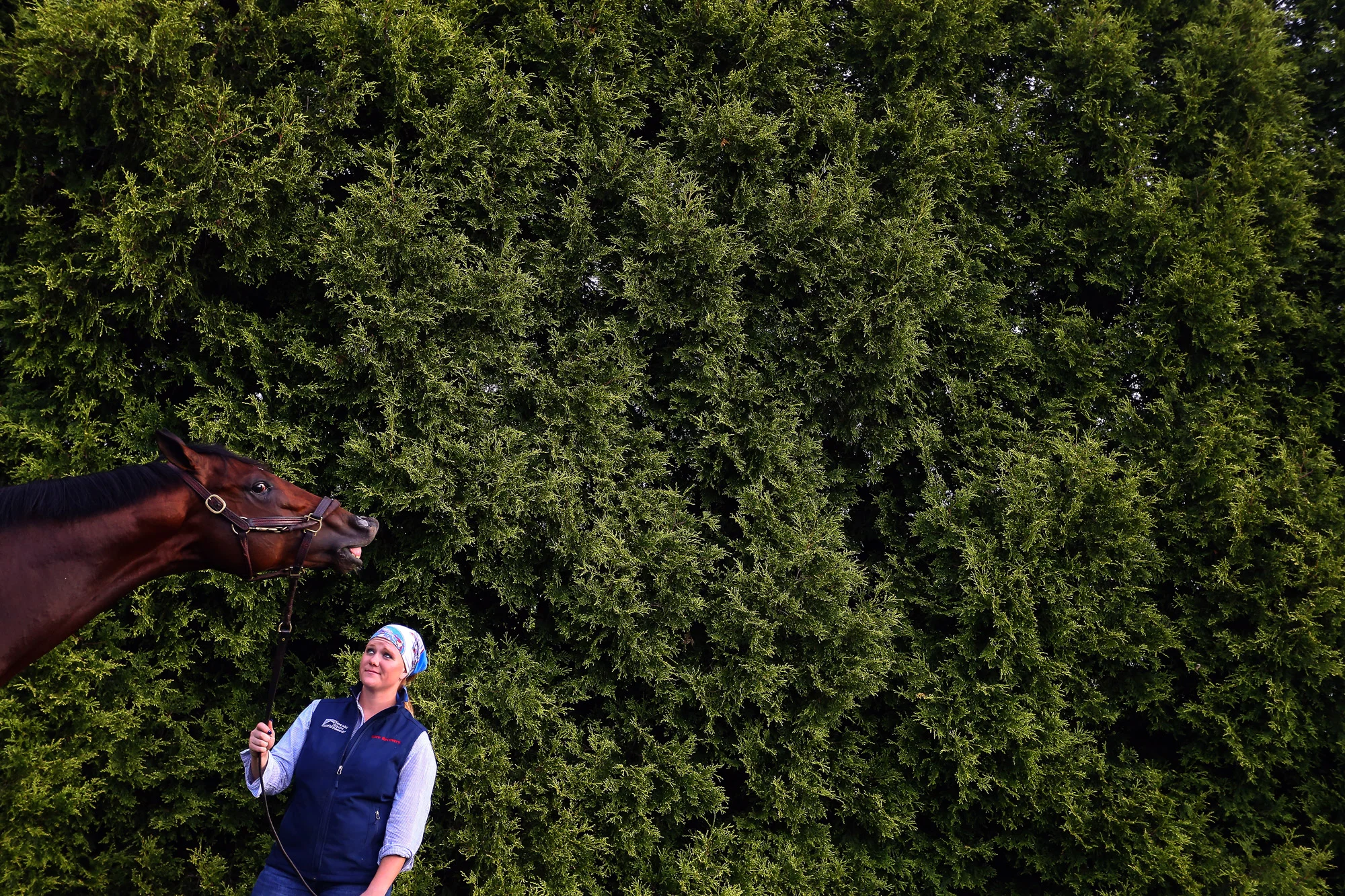 Divining Rod grazes after training one day prior to the 140th Preakness Stakes at Pimlico Race Course on May 15, 2015 in Baltimore, Maryland.