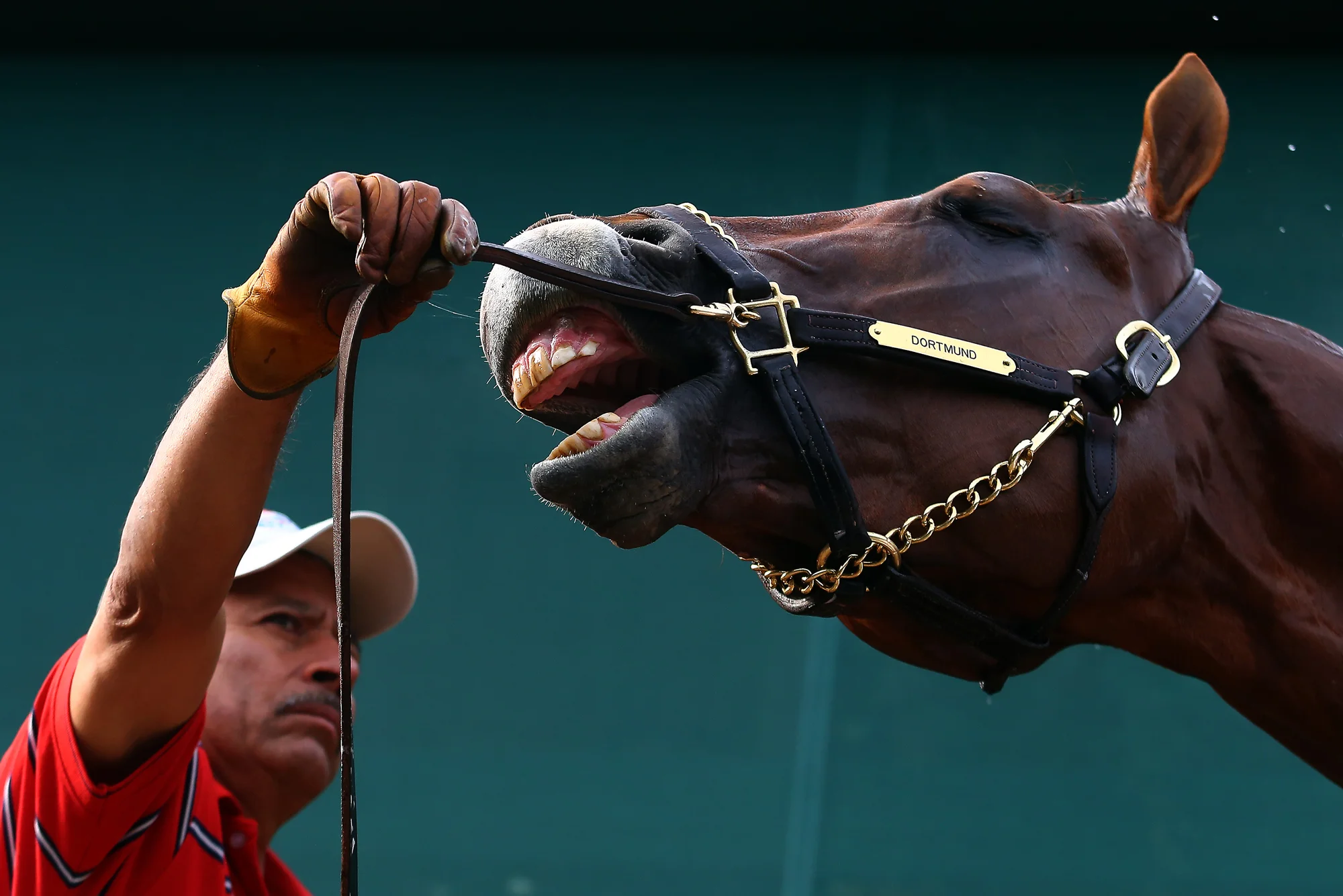 Dortmund is bathed at the barn after training one day prior to the 140th Preakness Stakes at Pimlico Race Course on May 15, 2015 in Baltimore, Maryland.