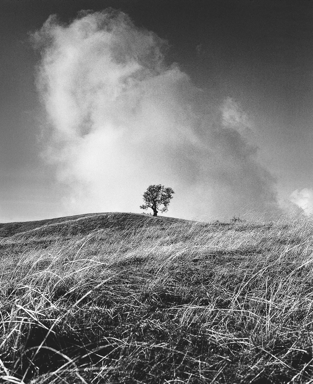 Ragget Point Tree 2.jpg