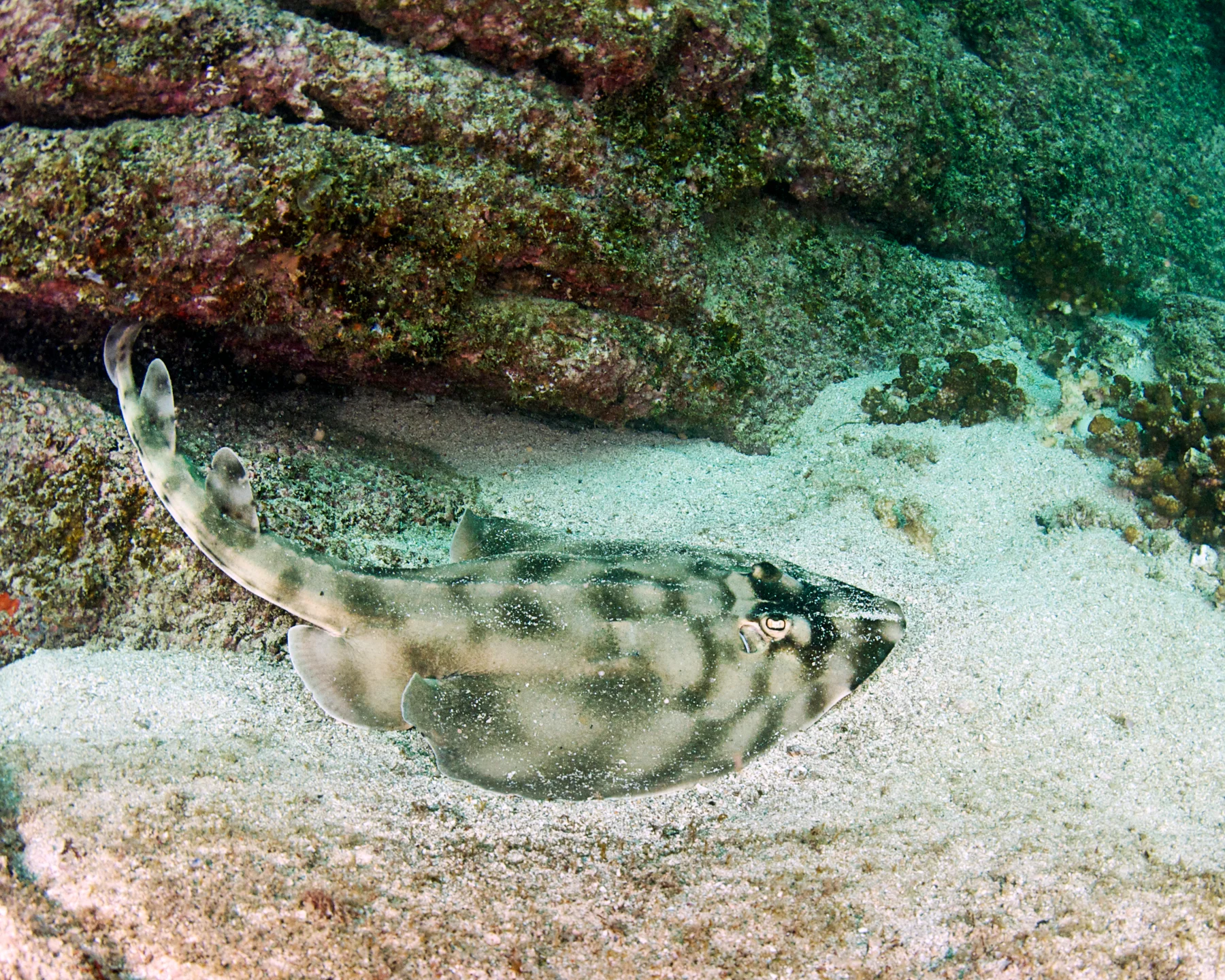201308 Cabo SEA 47344.jpg