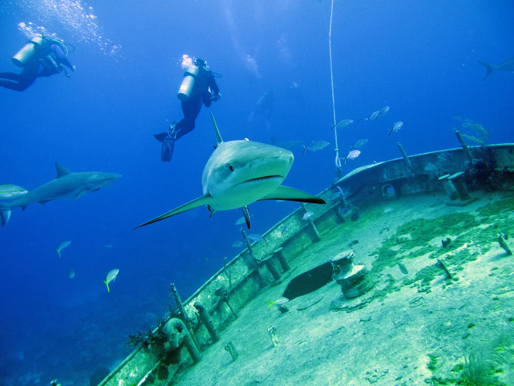 201004 Bahamas  18631.jpg