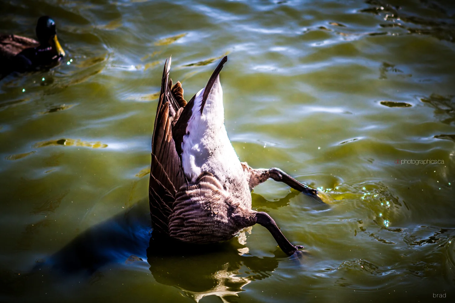 van-march-2013-509-lr-big-db.jpg