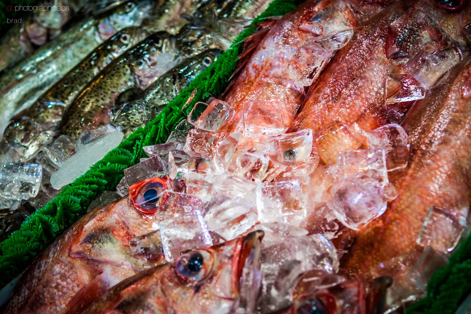 van-march-2013-484-lr-big-db.jpg