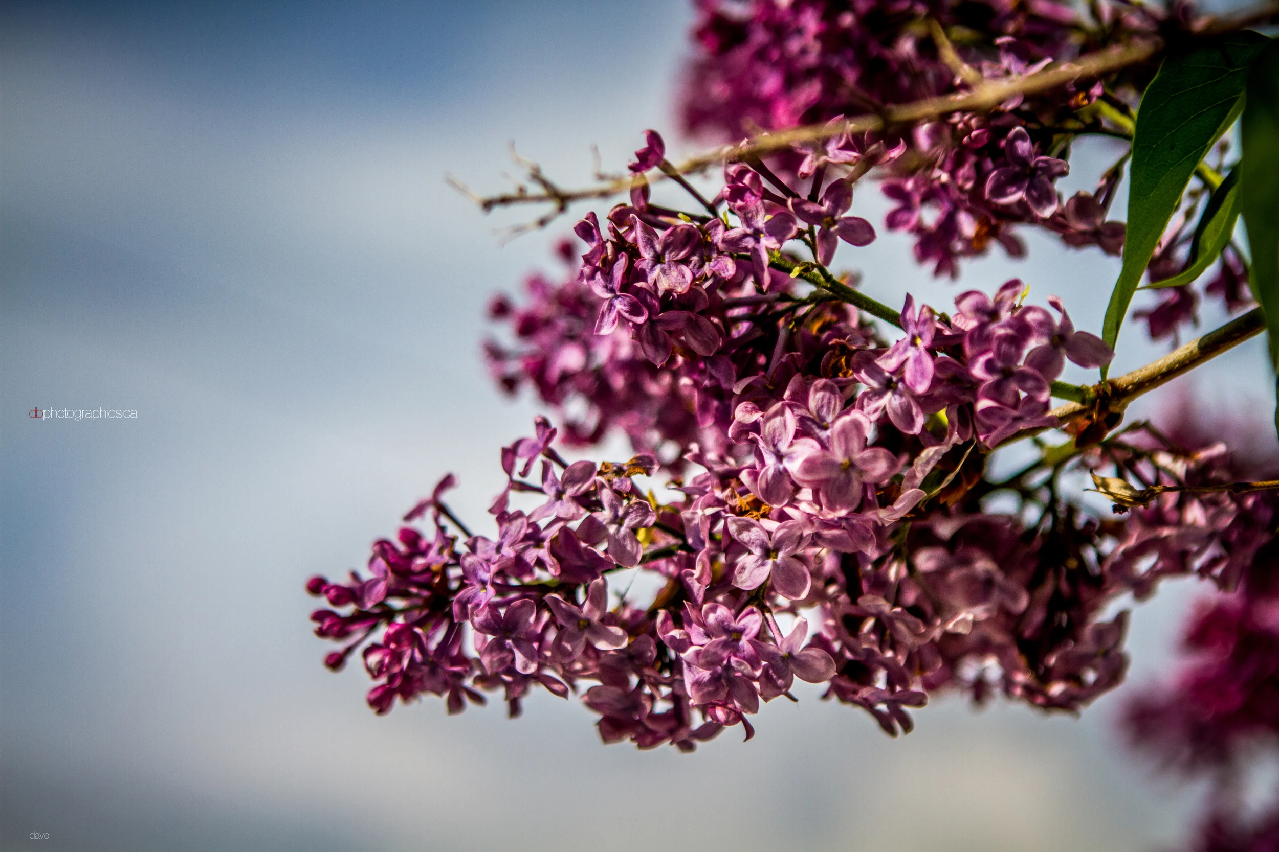 365 - 20130530 - dave - untitled shoot-032.jpg