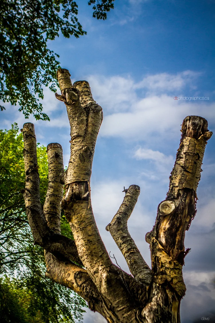 365 - 20130530 - dave - untitled shoot-014.jpg