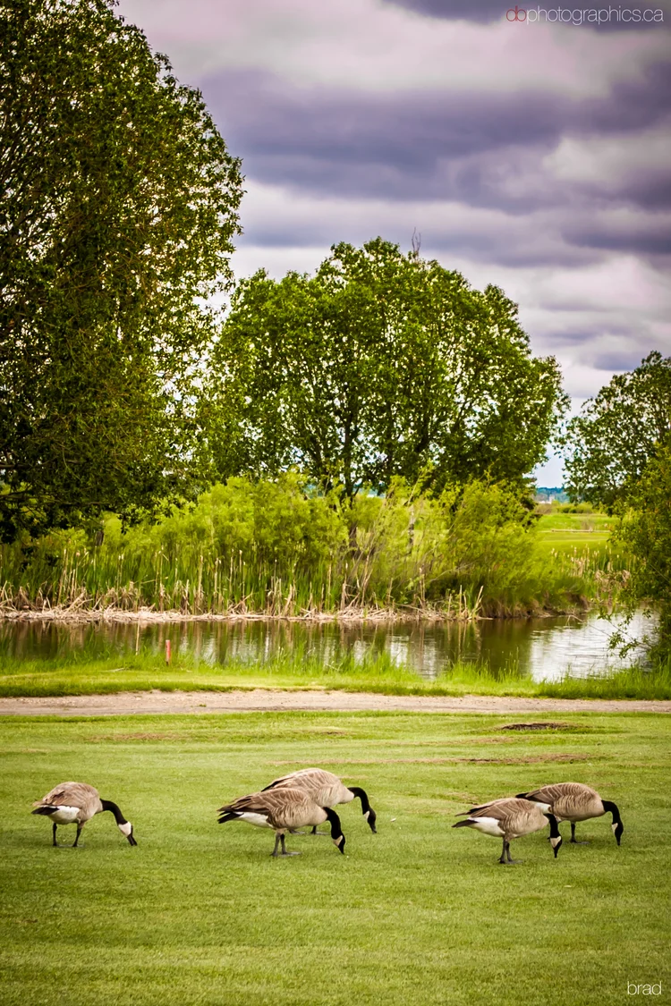 connections-golf-076-lr-db.jpg