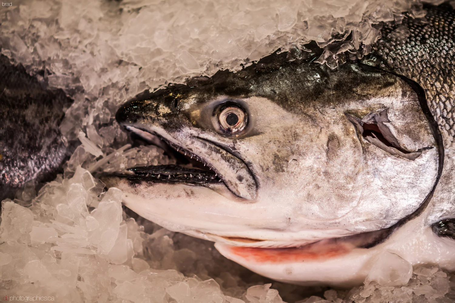 van-sea-2013-433-lr-db.jpg