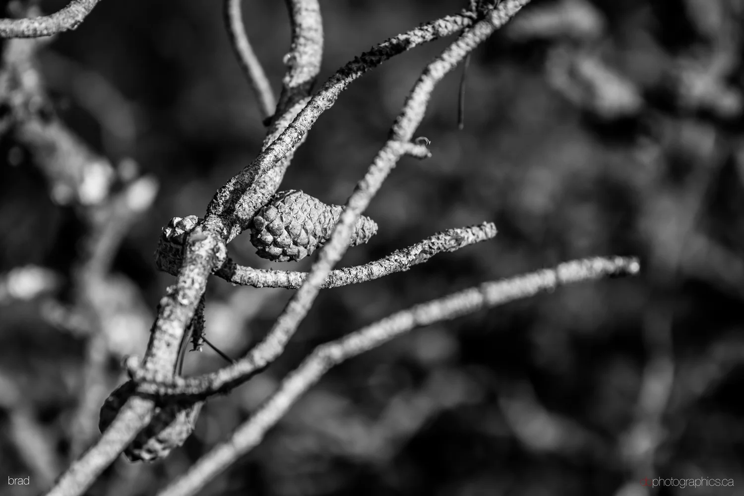van-sea-2013-028-lr-db.jpg