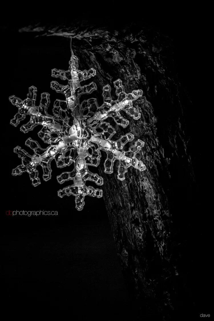 365 - 20131215 - dave - IMG_0117 copy.jpg