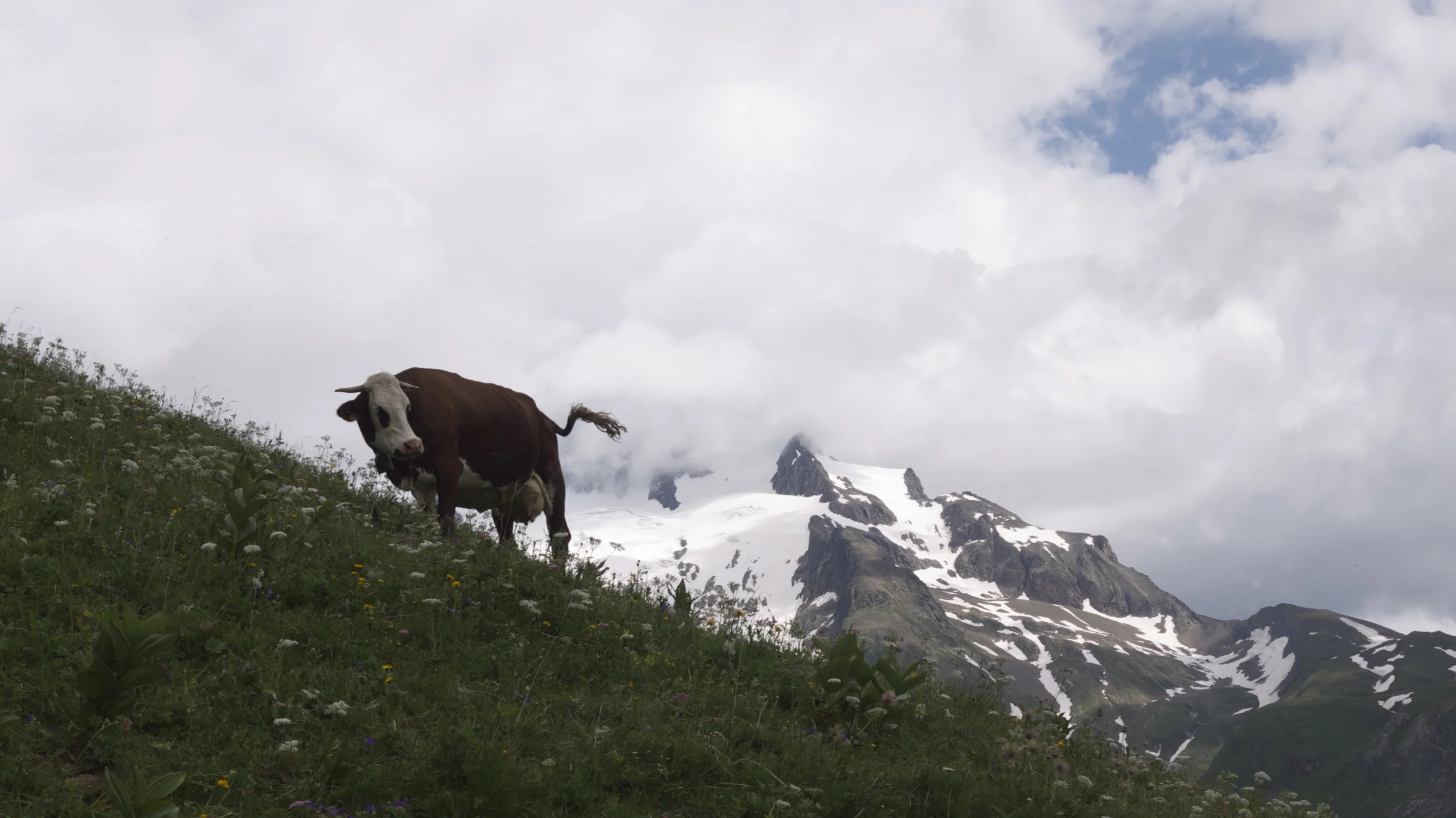 Dairy cows roam some meadows, their big traditional bells ringing over the alp.
