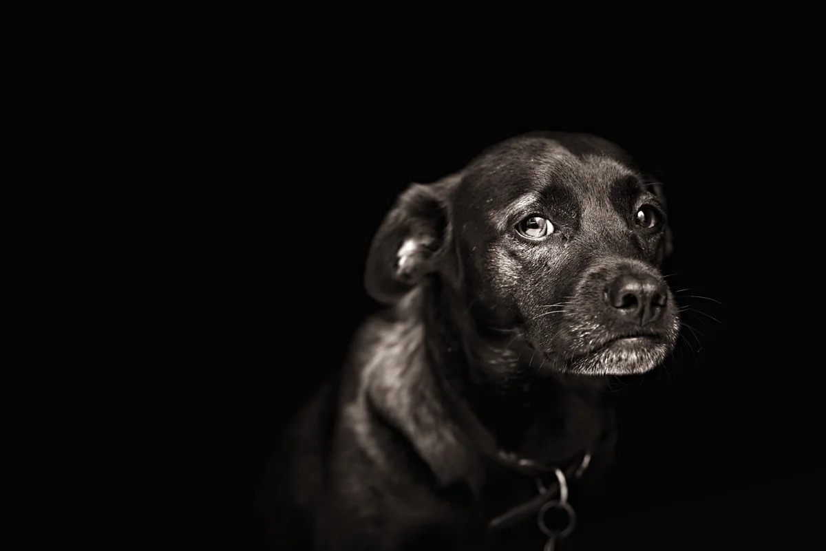 Portraits_2017_205211 1Final.JPG