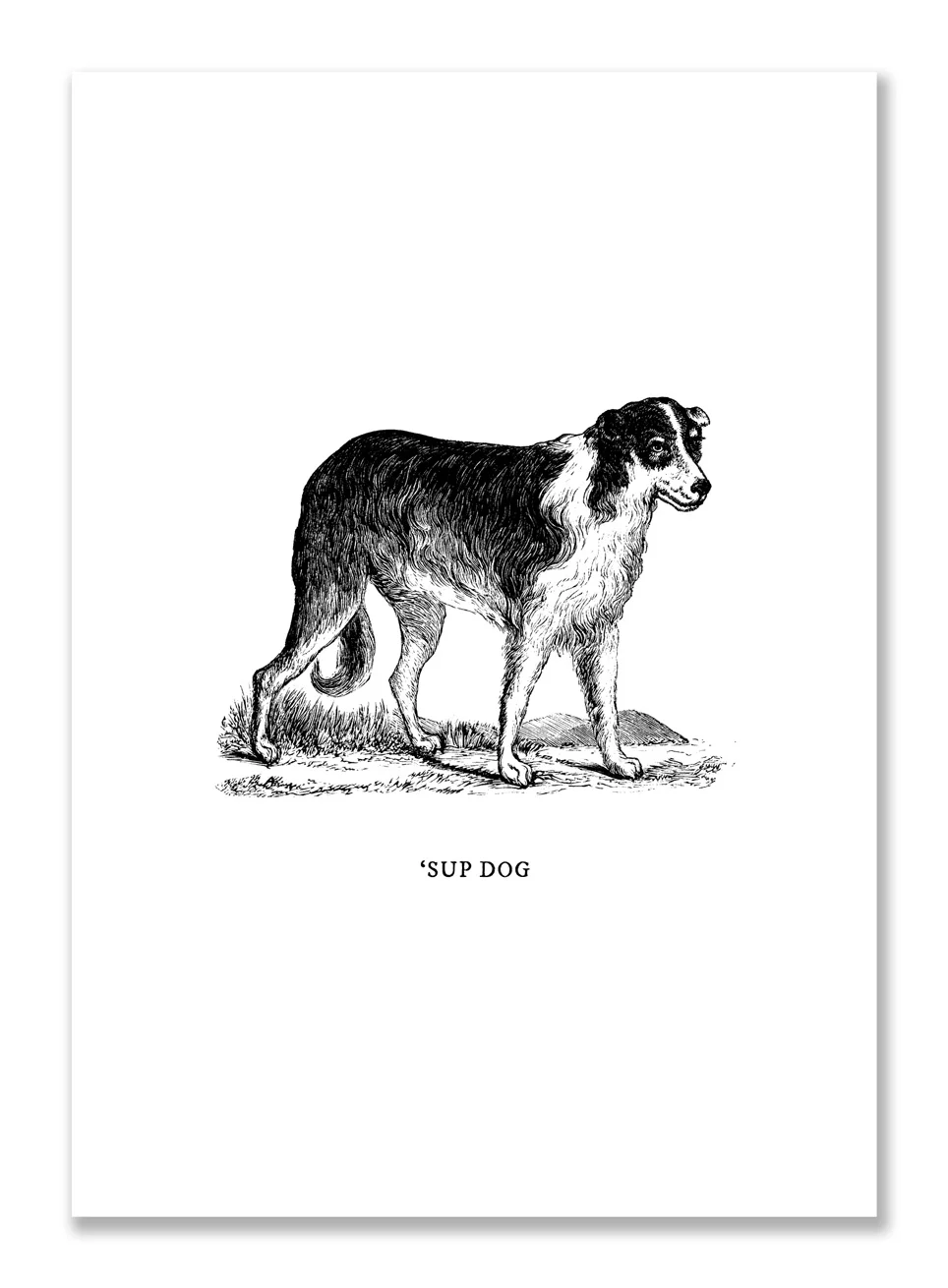 GREETING CARDS - 'Sup Dog