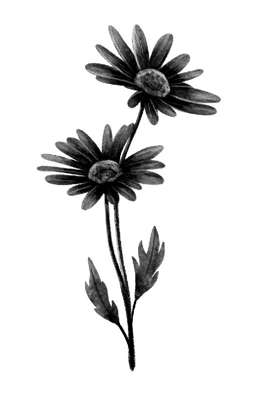 daisy 2.png