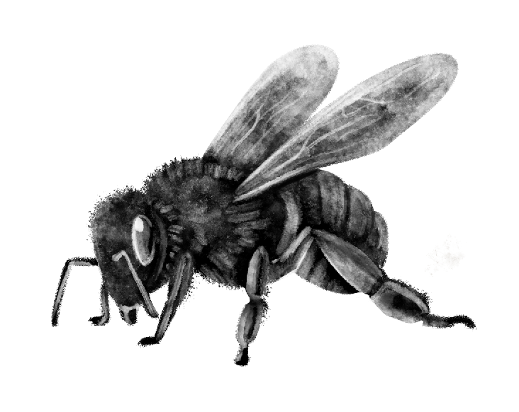 bee.png