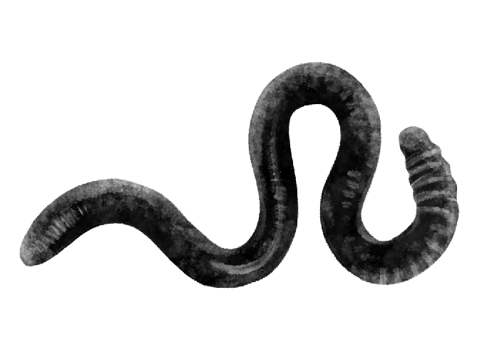 worm.png