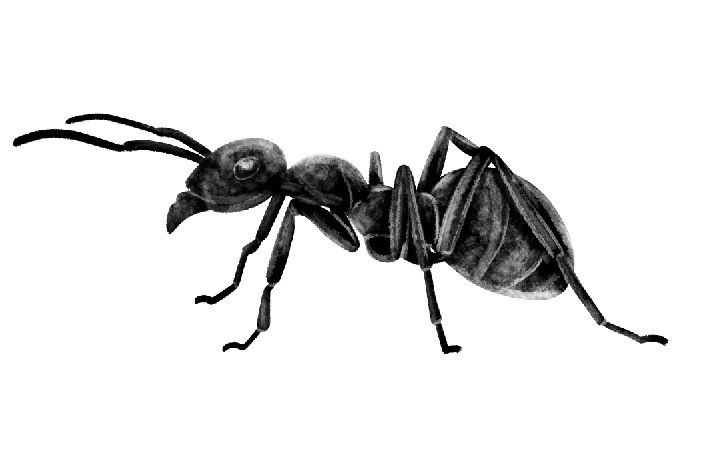ant.png