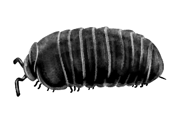 roley poley.png
