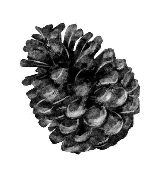 pine cone.png