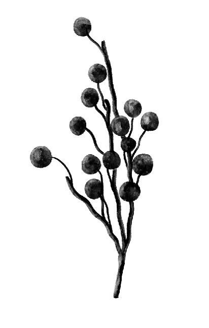 berry.png