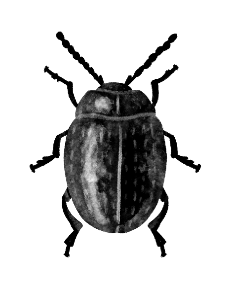beetle.png
