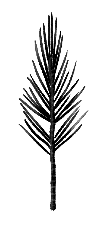 pine branch.png