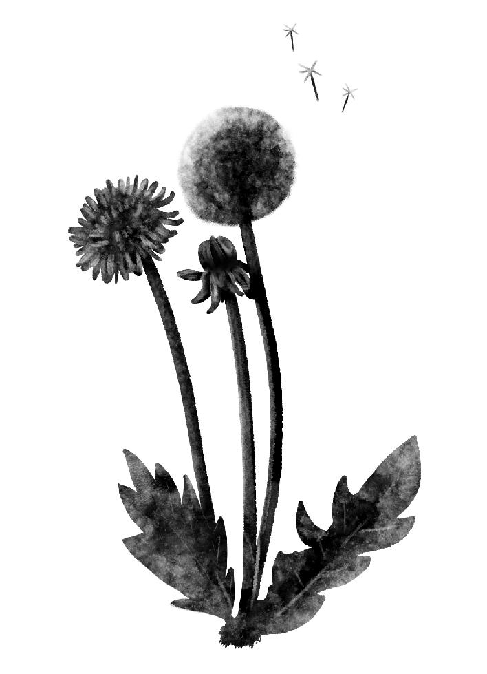 dandelion.png
