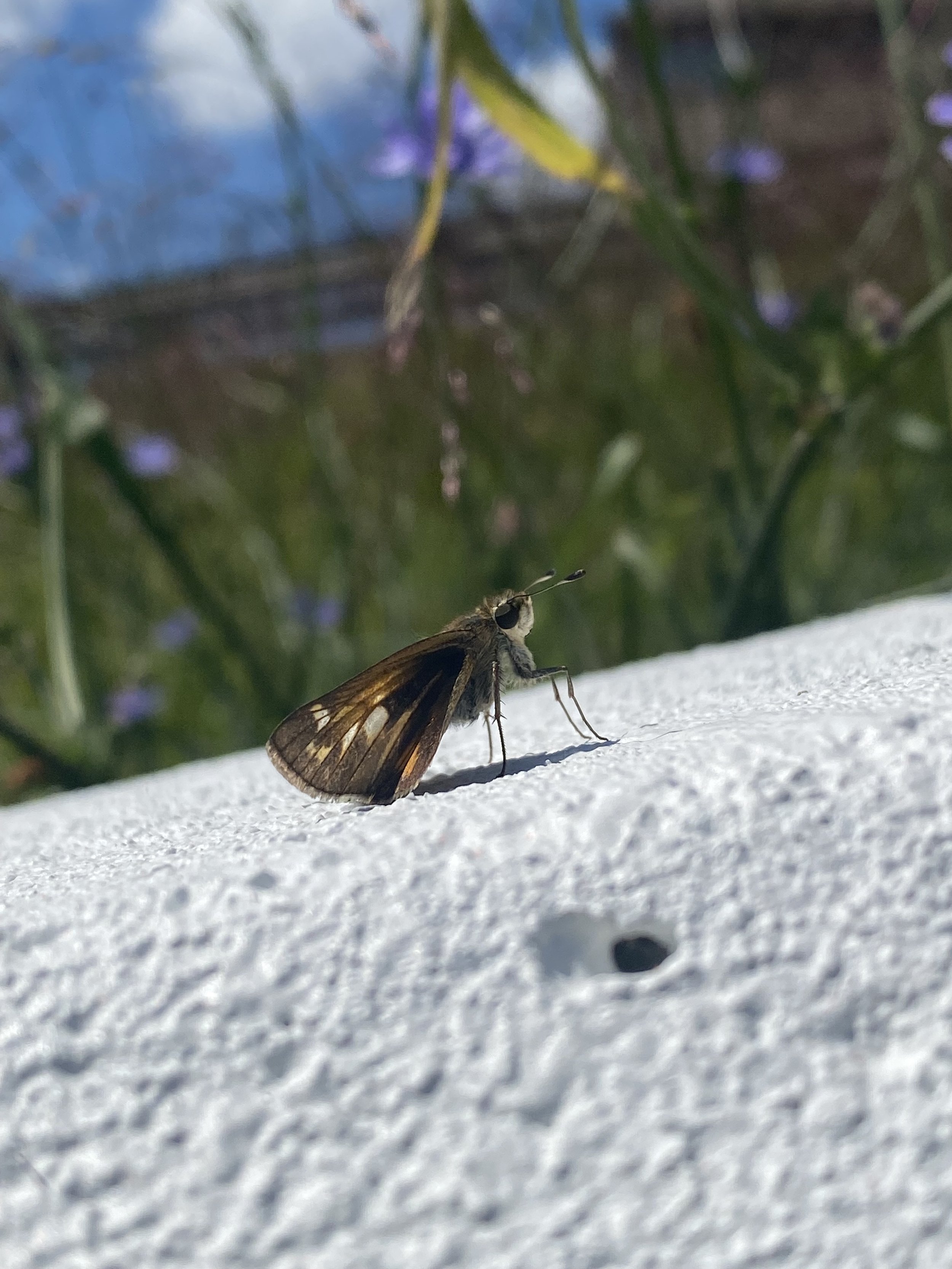 IMG_0293.jpeg