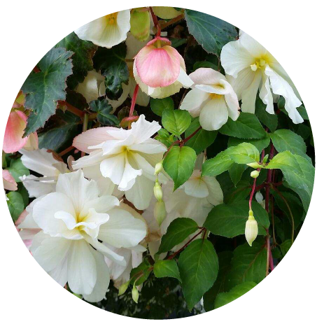 Flower Circle 1.png