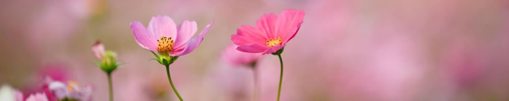 flowerstemp.jpg