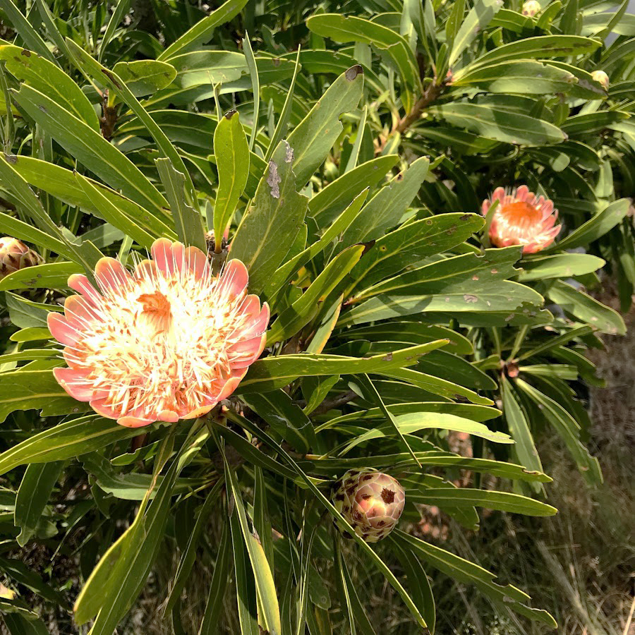 Protea (Sugarbush)