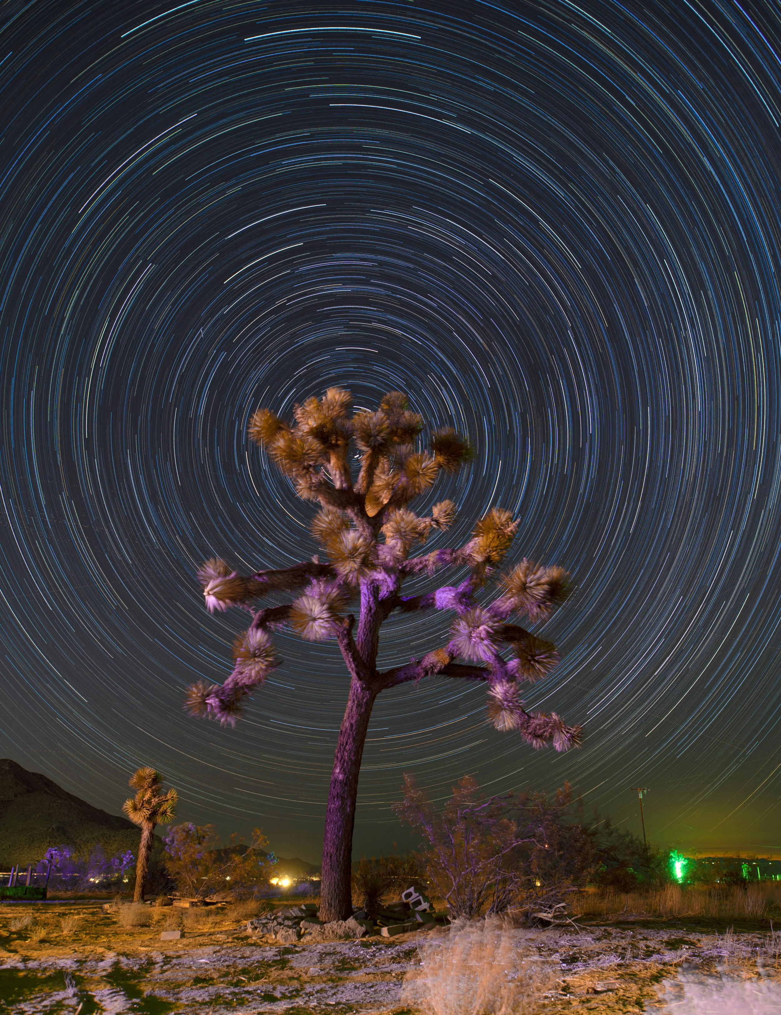 Joshua Tree