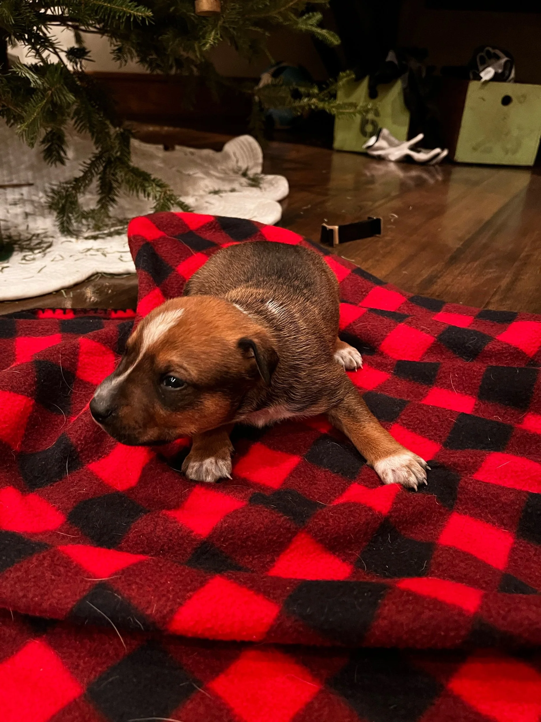 Donor - Male *available