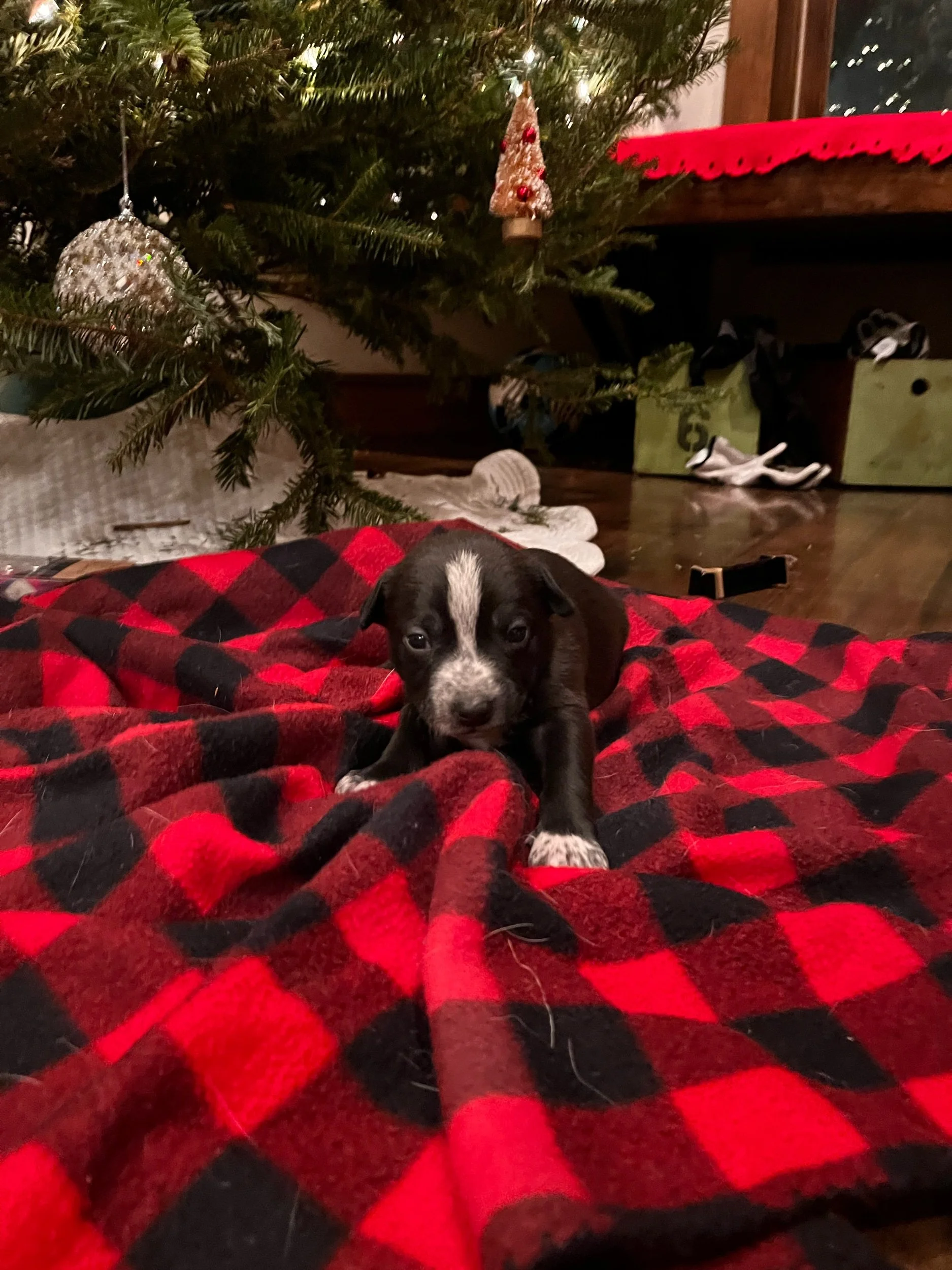 Vixen - Female *available