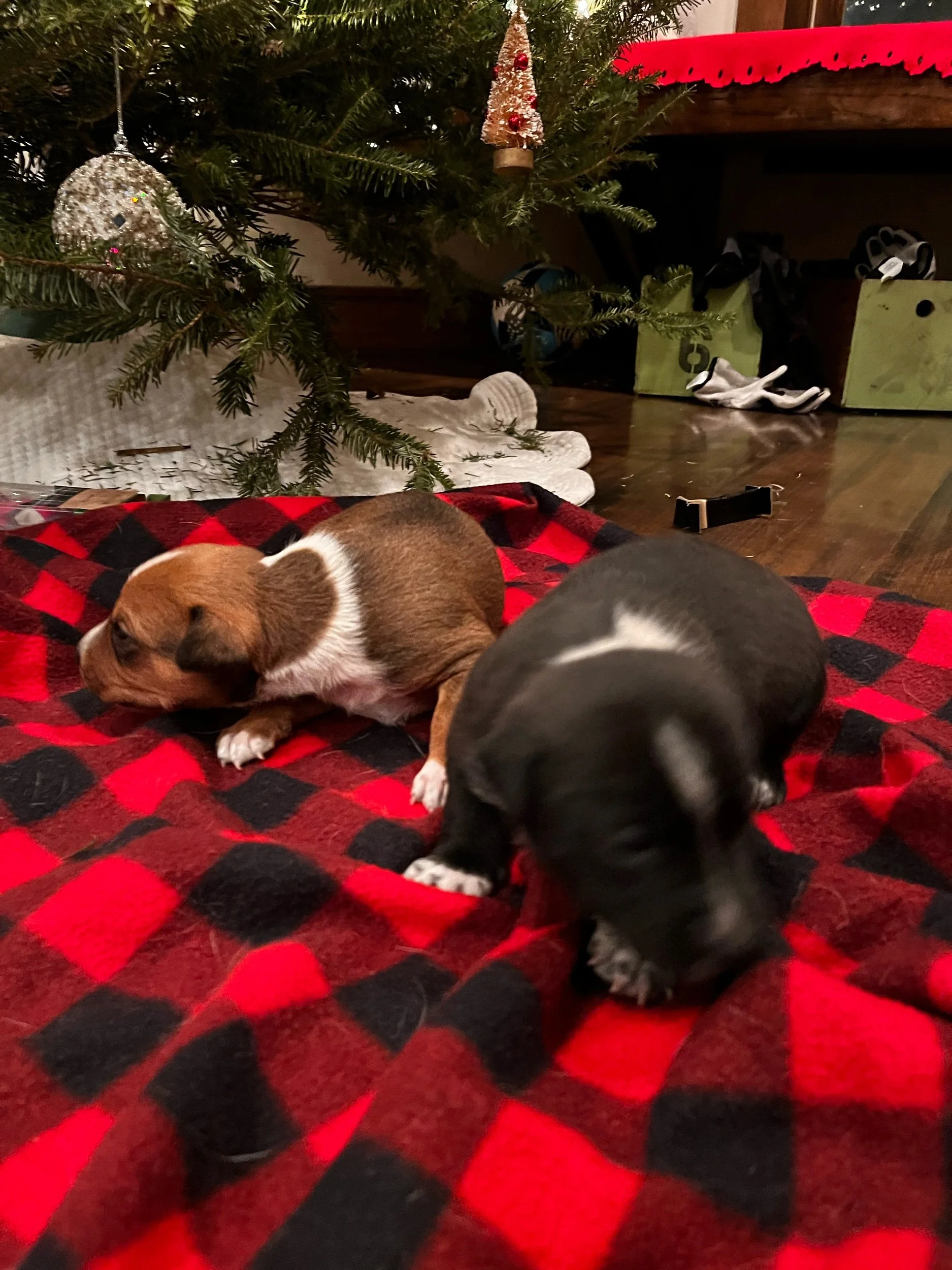 Blizten - Male (L), Cupid - Female (R)